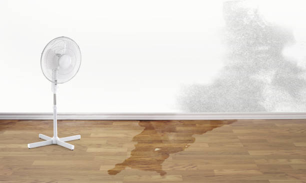 Best Professional water damage repair  in Bethesda, OH